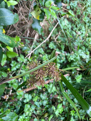 Cyperus eragrostis