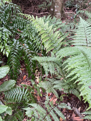 Asplenium bulbiferum, photograph 3