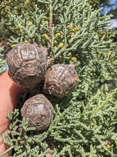 Cupressus sargentii observed 2026-09-25