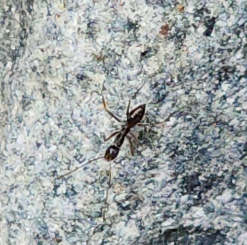 Longhorn Crazy Ant