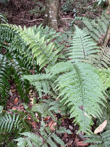 Asplenium bulbiferum, photograph 2