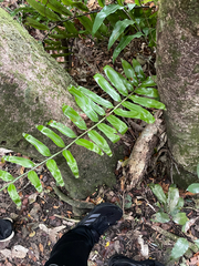 Asplenium oblongifolium