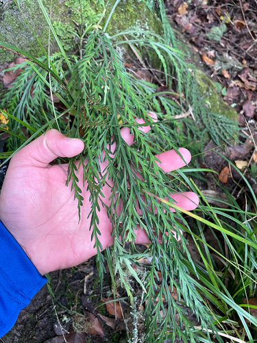 Asplenium flaccidum