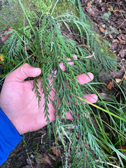 Asplenium flaccidum