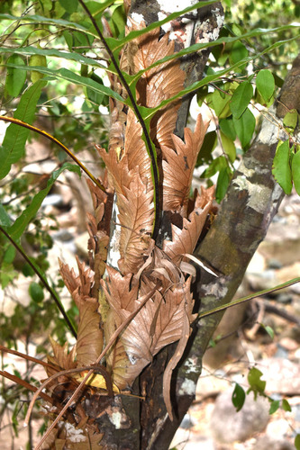 Drynaria sparsisora observed 2026-07-21