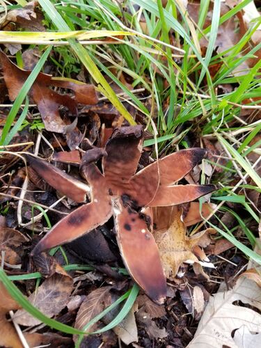 Featured image for “Texas Star”