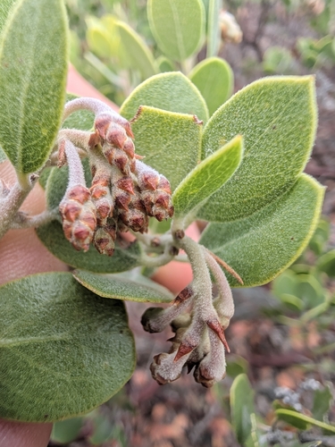 Arctostaphylos montana, photograph 1