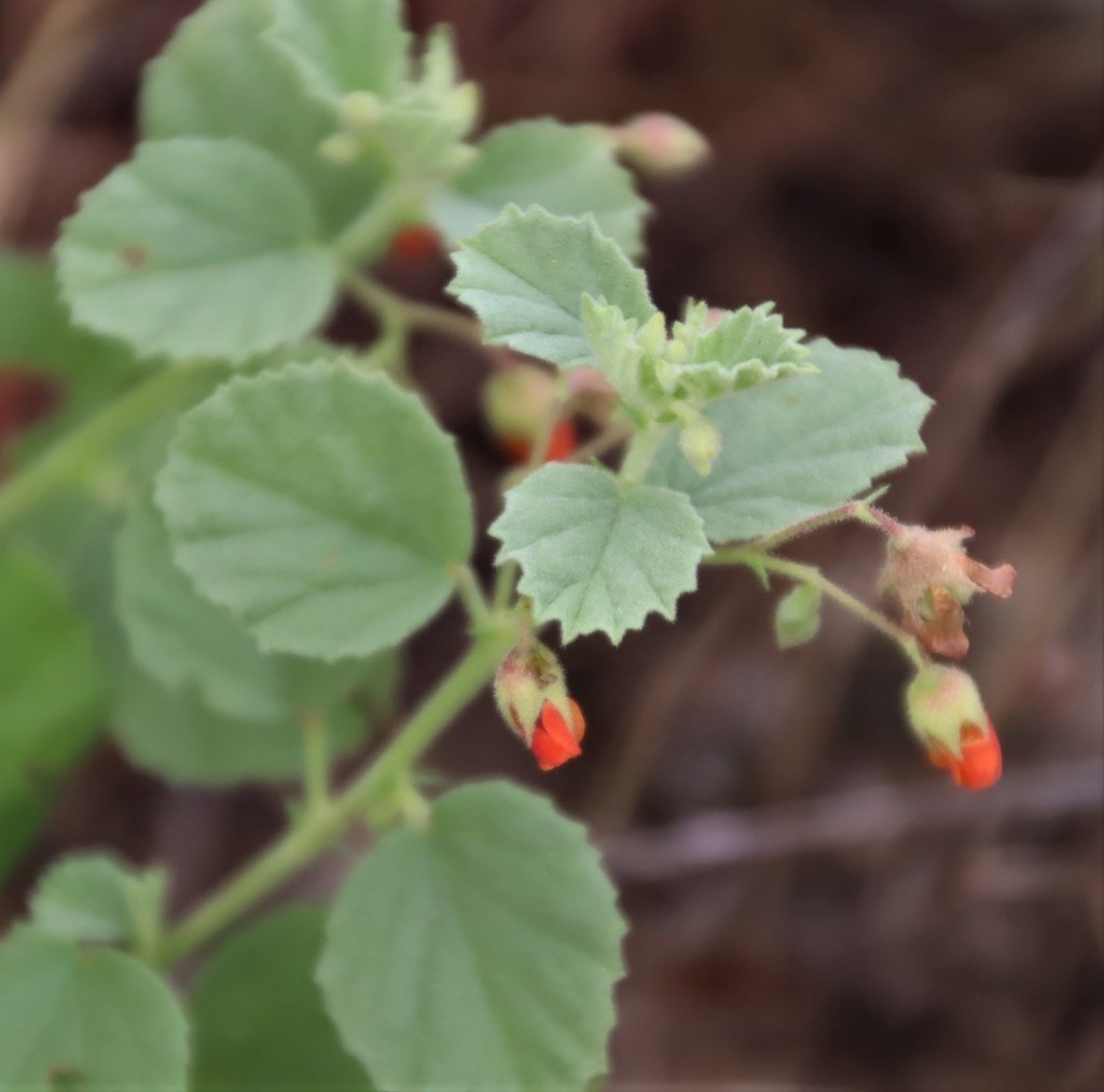 Texas burstwort
