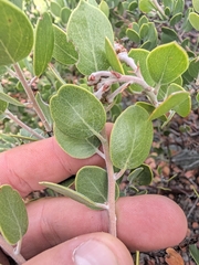 Arctostaphylos montana, photograph (c) Konshau Duman, some rights reserved (CC BY)