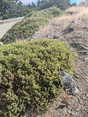 Arctostaphylos montana, photograph (c) Konshau Duman, some rights reserved (CC BY)