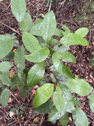 Litsea calicaris