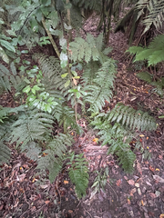 Asplenium bulbiferum