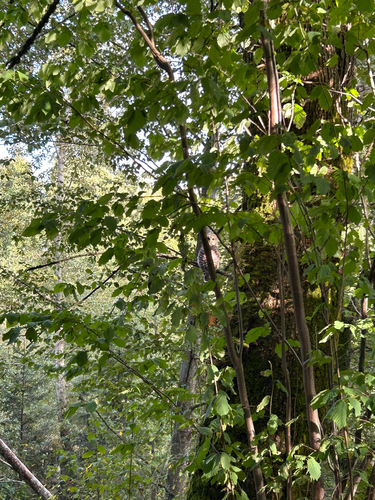 Barred Owl
