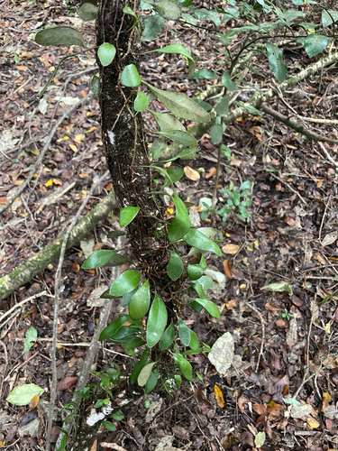 Pyrrosia eleagnifolia, photograph 2