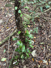 Pyrrosia eleagnifolia, photograph (c) 大澤風季 ohsawa_Fuki, some rights reserved (CC BY)