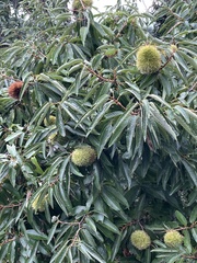 Castanea crenata
