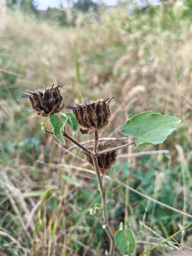 velvetleaf