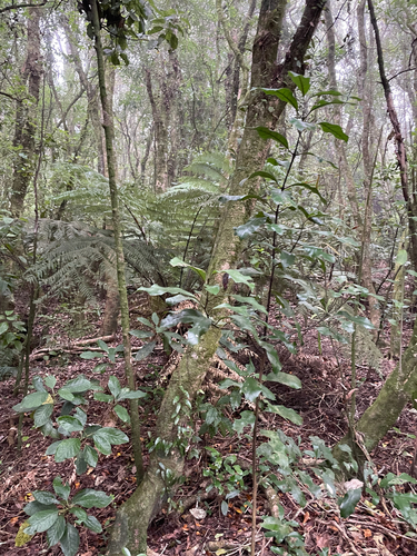 Hedycarya arborea