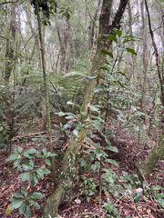 Hedycarya arborea