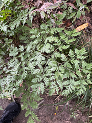 Pteris macilenta