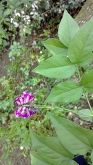 Lathyrus venetus