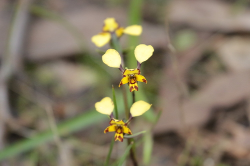Diuris pardina, photograph 1