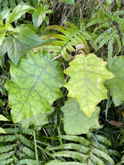 Brachyglottis repanda