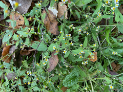Galinsoga quadriradiata