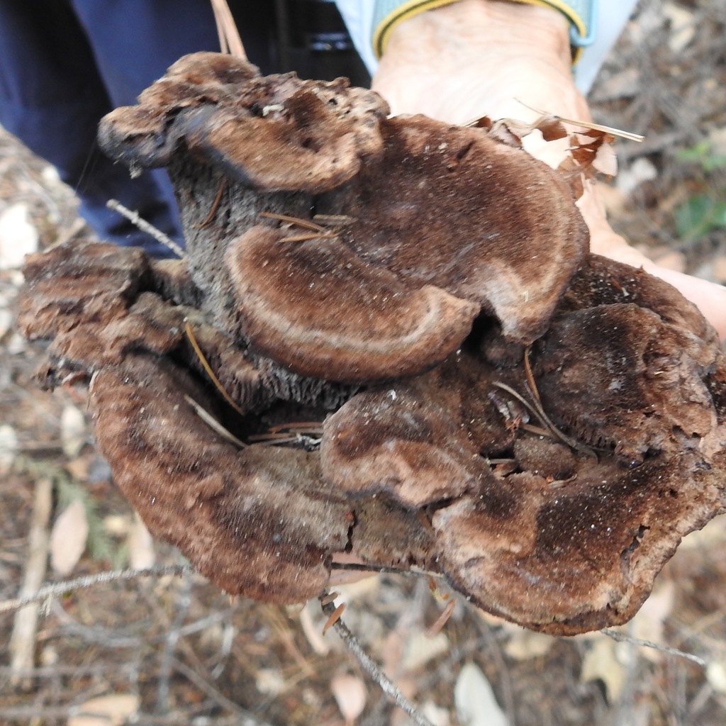 Phaeolus hispidoides · September 2026 · photo: Photo: (c) Daniel Levitis, some rights reserved (CC BY) · iNaturalist