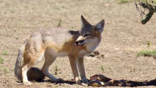 Swift Fox observed by terrierteacher