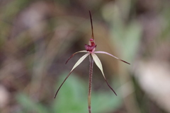 Caladenia oenochila