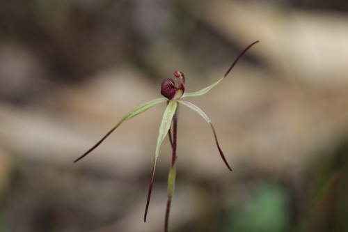 Caladenia oenochila, photograph 1