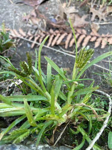 Eleusine indica, photograph 1
