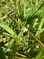 Lobelia angulata, photograph (c) 大澤風季 ohsawa_Fuki, some rights reserved (CC BY)