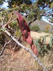 Albizia harveyi