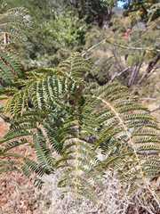 Albizia harveyi