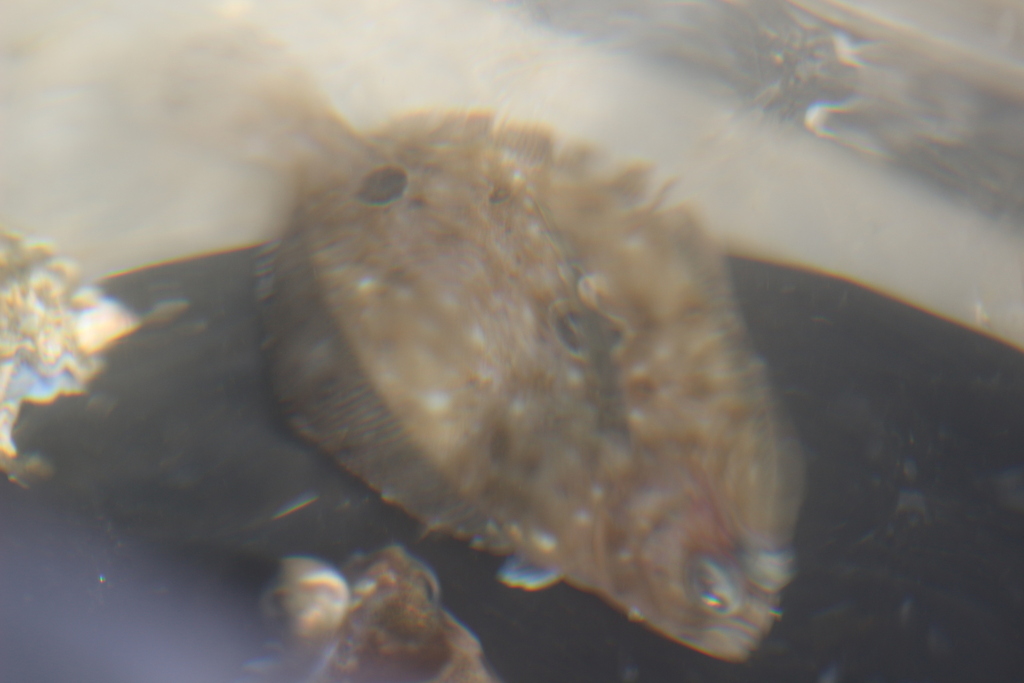 Fantail Flounder