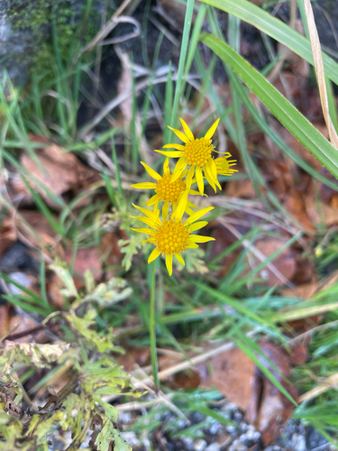 Jacobaea vulgaris