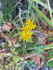 Jacobaea vulgaris