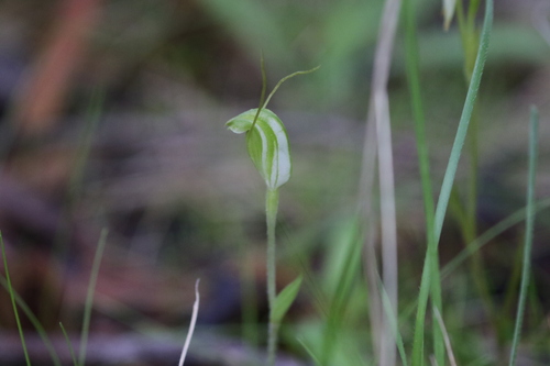 Pterostylis nana, photograph 1