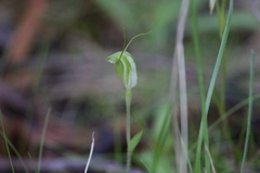 Pterostylis nana, photograph author not stated, no rights reserved
