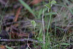 Pterostylis nana, photograph author not stated, no rights reserved