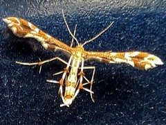 Geina periscelidactylus