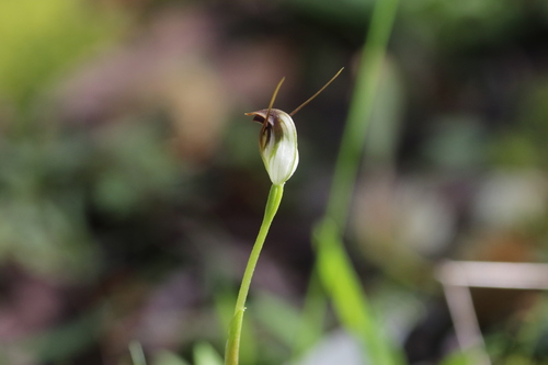 Pterostylis pedunculata