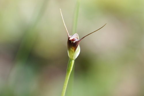 Pterostylis pedunculata, photograph 1