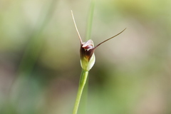 Pterostylis pedunculata, photograph author not stated, no rights reserved