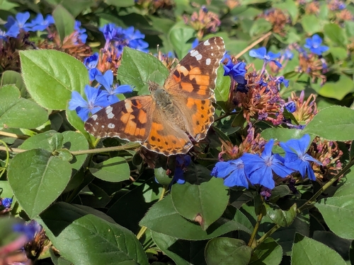Painted Lady