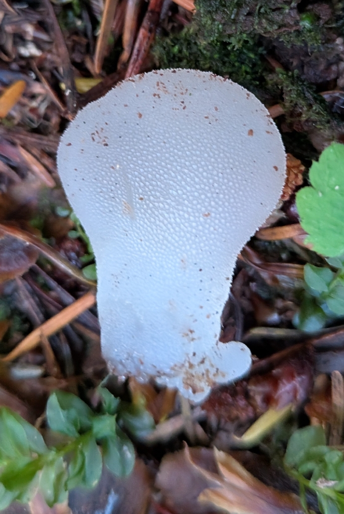 Toothed Jelly Fungus · September 2026 · photo: Photo: (c) Sharon Squazzo, some rights reserved (CC BY) · iNaturalist