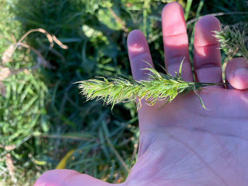 Dactylis glomerata