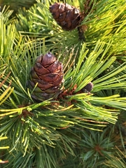 Pinus pumila, photograph author not stated, no rights reserved